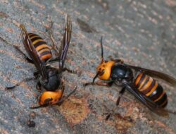 Maut Mengintai di Perkebunan: Diserbu Tawon Vespa, Faisal Tak Tertolong