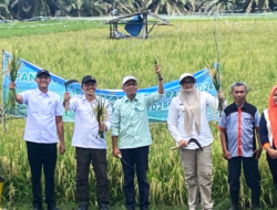 Terapkan IP 300, Tanjabtim Perkuat Peran sebagai Penyangga Pangan Jambi